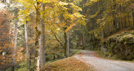 foliage inside an Italian forest at fall