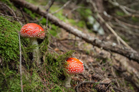 Two young Amanita Muscaria grown up inside a forest in Dolomites (Italy)の写真素材