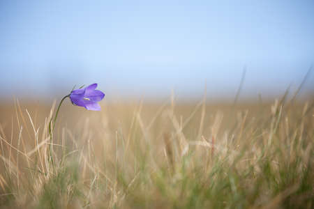 Mountain violet Gentianella flower from the Dolomites - ITALYの写真素材