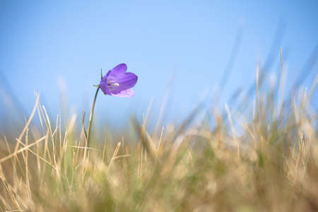 Mountain violet Gentianella flower from the Dolomites - ITALYの写真素材