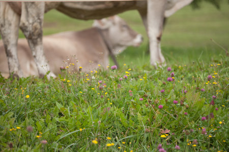 A brown alpine cow in a green pasture in the Dolomites areaの写真素材