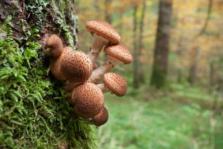 mushrooms grown up inside a forest in Dolomites (Italy)