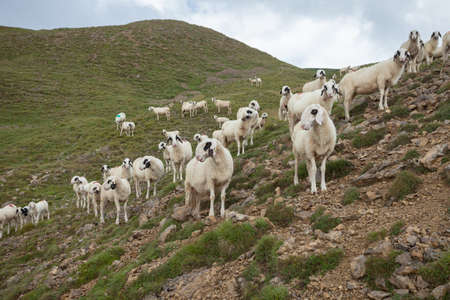 Brillenschaf sheep in an Italian mountain pasture