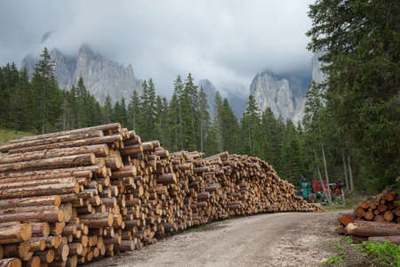 cut pine tree inside an Italian forest