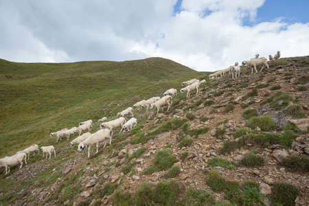 Brillenschaf sheep in an Italian mountain pastureの写真素材
