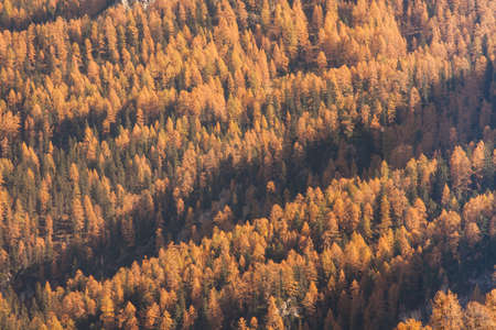 yellow larches at fall in the woods