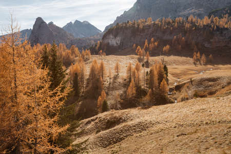 yellow larches at fall in the woodsの写真素材