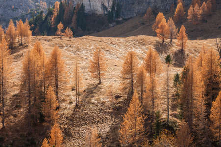 yellow larches at fall in the woodsの写真素材