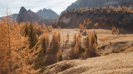 yellow larches at fall in the woodsの写真素材