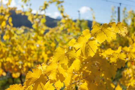 wine production long an alpine valley in South Tyrolの写真素材