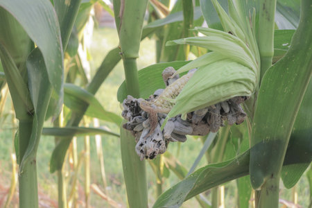 White corn cobs contaminated by Huitlacoche mushroomの写真素材