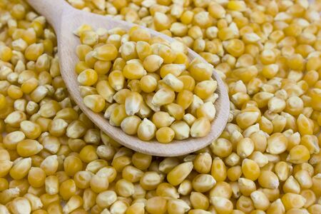 Corn grains and wooden spoon on white background. Still-life picture taken in studio with soft-box.の写真素材