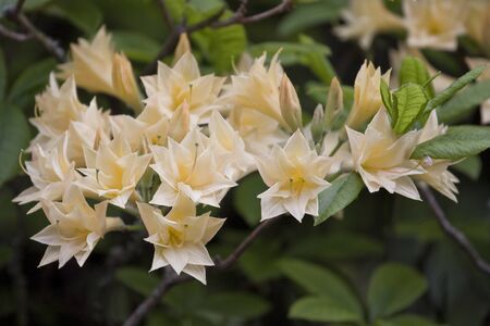 Close-up picture of a spring-blooming yellow azalea (rhododendron)の写真素材
