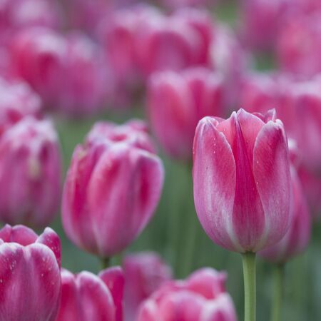 Close-up picture of pink tulips blooming in a garden in springの写真素材