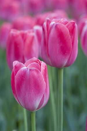 Close-up picture of pink tulips blooming in a garden in springの写真素材