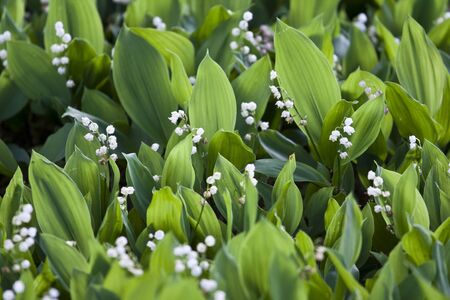 Lily of the valley (Convallaria Majalis) blooming in the gardenの写真素材