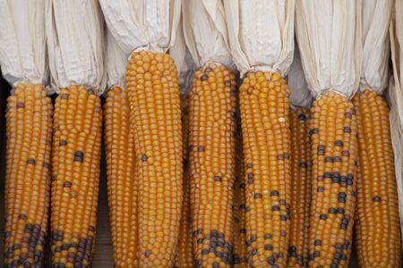 Orange corn cobs in a grocery store. Texture photo of sweet corn panicles in a market stallの写真素材