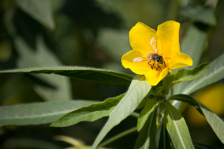 Bee pollinating a yellow flower in a bushの写真素材