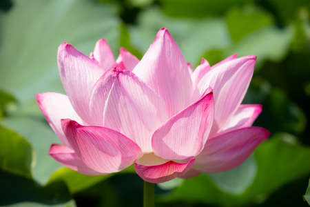 Pink water lily. Close-up picture of a beautiful flower with bright white and pink petals.の写真素材