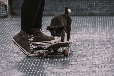 Urban skater with small dog - Detail of the legs of a girl on a skateboardの写真素材