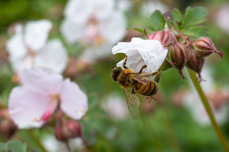 Honey bee on white flower. Close-up picture of an insect during the pollination of a flower - Macro...