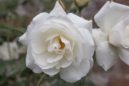 White rose with rain droplets. Close-up picture of a single flowers with dew drops on the petals.の写真素材