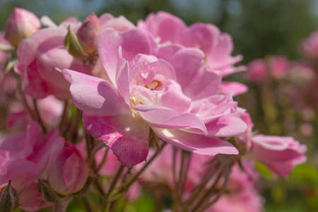 Beautiful pink flower on sun - Close-up picture of a delicate pink flower surrended by sunlightの写真素材