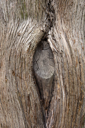 Knot in the wood. Outdoor picture of a big knot in the bark of a tree trunk. Natural pattern.の写真素材