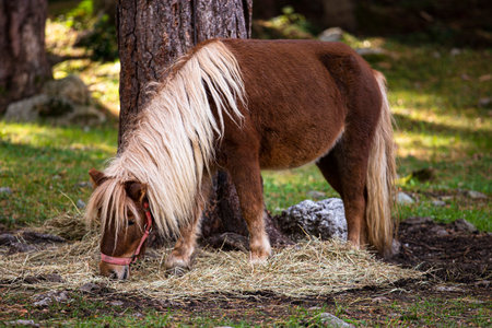 Pony grazing under a tree - Outdoor picture of a farm animalの写真素材