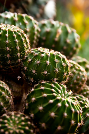 Green cactus in a garden. Close-up picture of an ornamental succulent plant with spines.の写真素材