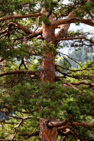 Scots pine branches. Close-up picture of the crown of a conifer typical of European forests.の写真素材
