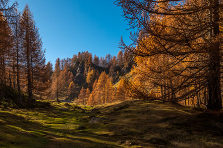 Autumn landscape with golden larches in the dusk. Alpine landscape characterized by warm autumnal...