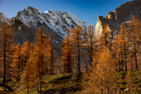 Gold larches with a snow-capped peak in the background. Evocative Alpine landscape with the typical...