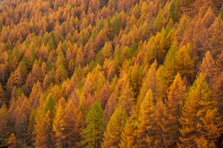 Larch forest in autumn. Photo of a typical alpine woodland with autumnal colors. Picture taken from an elevated position.の写真素材