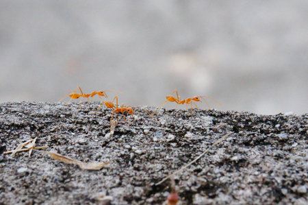 close up of three red ants on a rockの写真素材