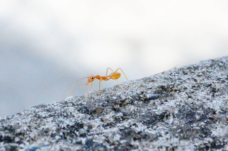 close up of a sole red ant on a rockの写真素材