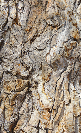 Bark on an ancient cottonwood tree