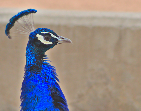 Peacock surveying the suroundingsの写真素材