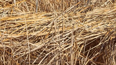 Dry reeds and cattails, waiting for the renewal of Spring.の写真素材