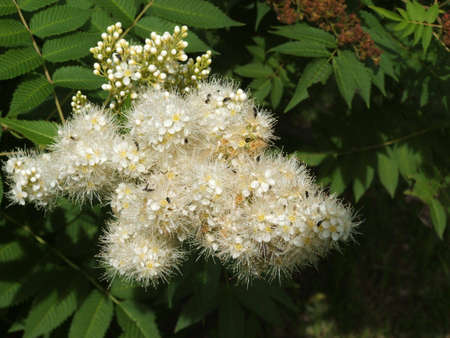 A white flower with insects on it.の写真素材