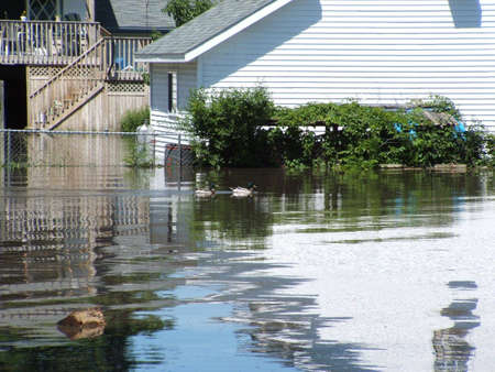 Waterloo,Iowa  ,June 10,2008-Historical flooding.Ducks swimming in flood water behind home.のeditorial素材