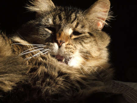 A tiger striped cat lying in the sun.