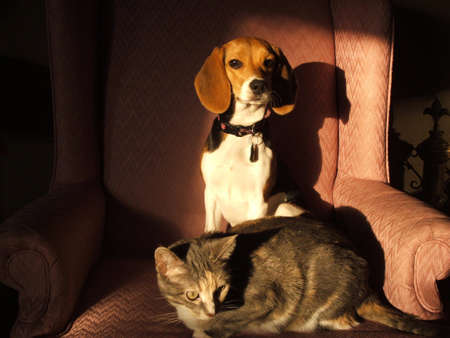 A cat and a beagle puppy.の写真素材