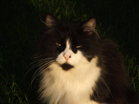 Closeup of a black and white cat