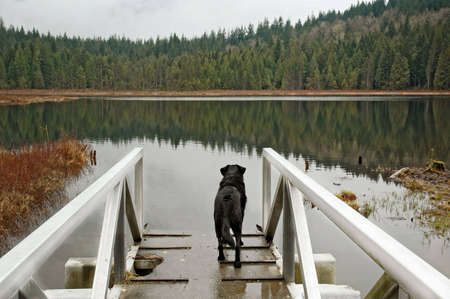 Dog ( labrador ) standing on a look-out near lake, and stearring at the view .の写真素材