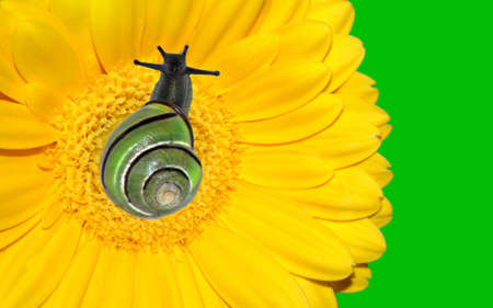 Snail on yellow gerbera flower with brigh neon green backgroundの写真素材