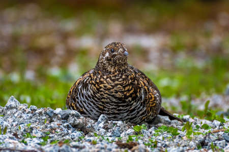 Female spruce grouse (Falcipennis canadensis) taking a sand bath in gravelの写真素材