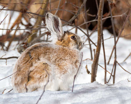 Snowshoe hare (Lepus americanus) taking sun bath, on snowの写真素材