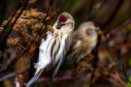 Two common redpoll (Acanthis flammea) feeding on plant seedsの写真素材
