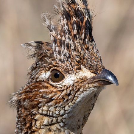 Ruffed grouse (Bonasa umbellus) portrait on an autumn sunny dayの写真素材
